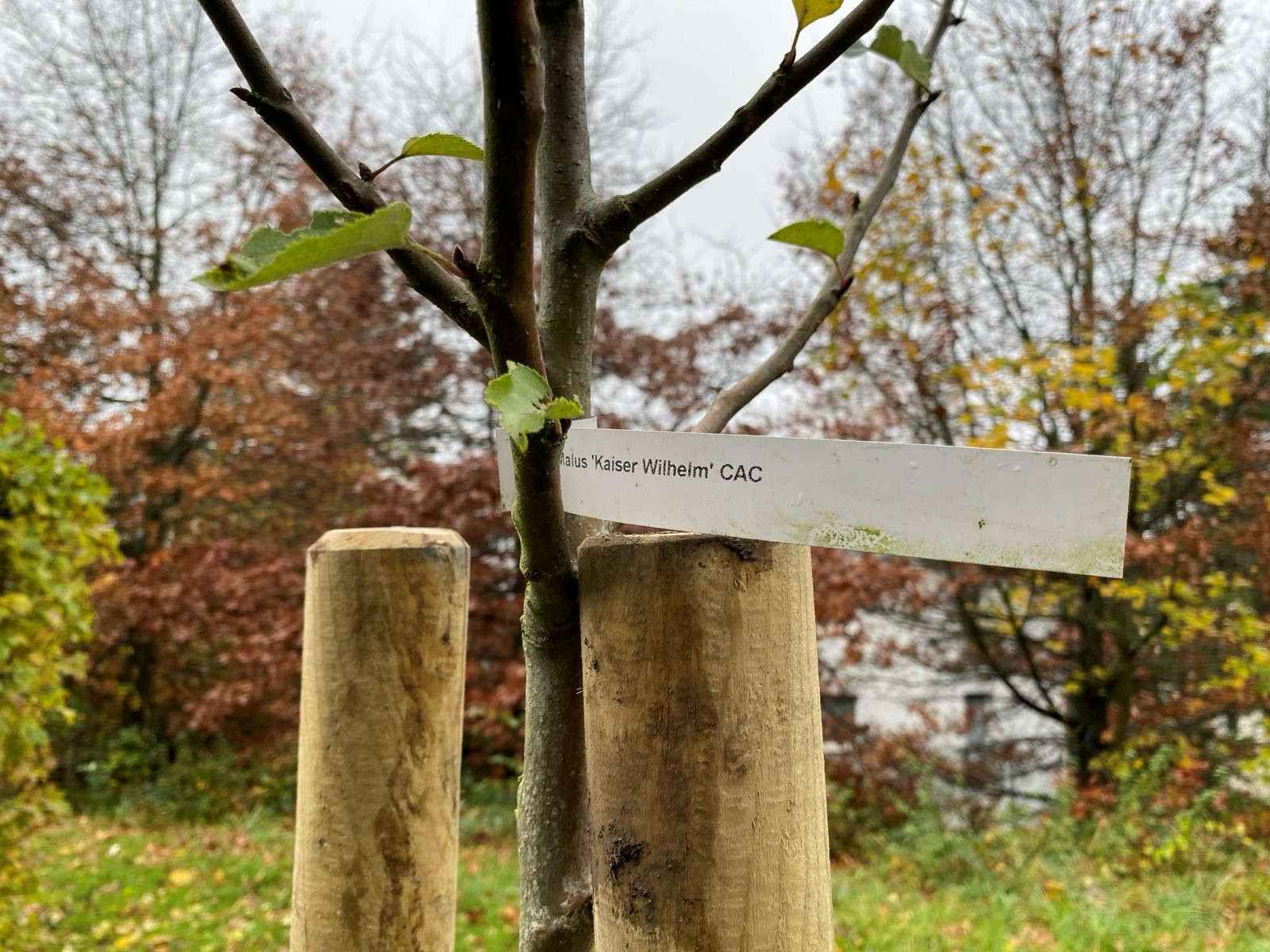 Apfelbaum Challenge2