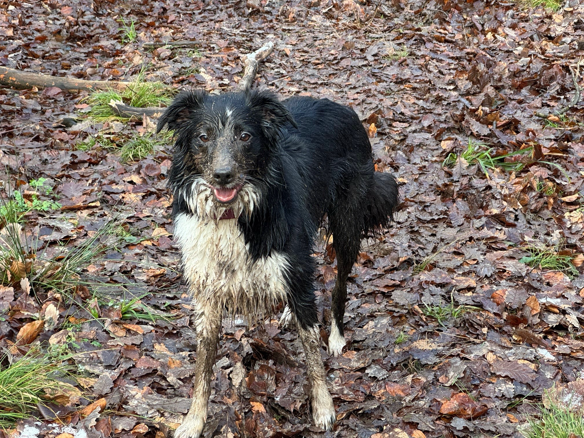 Apfelbaum Challenge4